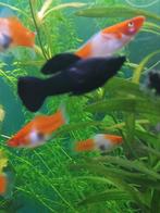 1 mannetje black mollie, Dieren en Toebehoren, Vis, Zoetwatervis, Schoolvis
