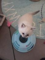 Ragdoll kittens, Dieren en Toebehoren, Katten en Kittens | Raskatten | Langhaar, Meerdere dieren, Gechipt, 0 tot 2 jaar