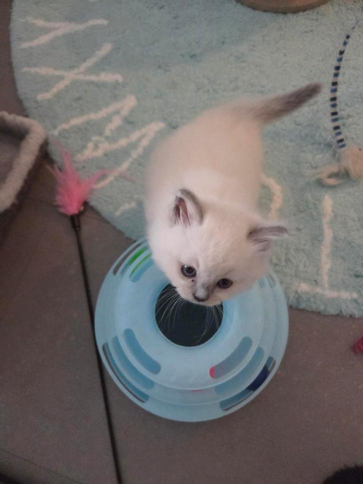Ragdoll kittens, Dieren en Toebehoren, Katten en Kittens | Raskatten | Langhaar, Meerdere dieren, 0 tot 2 jaar, Gechipt, Ontwormd
