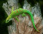 Gezocht grotere phelsuma soorten., Dieren en Toebehoren, Reptielen en Amfibieën, Amfibie