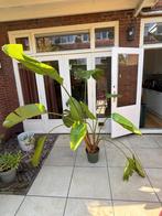 Strelitzia, Huis en Inrichting, Ophalen, Overige soorten, 150 tot 200 cm, Volle zon
