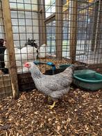 Plymouth rock kriel kippen | Passend advies!, Meerdere dieren, Kip