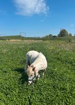 Verzorger gezocht, Dieren en Toebehoren, Overige Dieren, April, Mannelijk