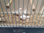 Zebravinken, Dieren en Toebehoren, Meerdere dieren