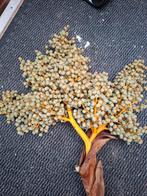 Te koop dadel tak, Ophalen