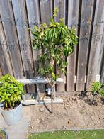 4 mini-/dwerg-fruitbomen, Ophalen, 100 tot 250 cm, Overige soorten, Lente