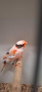 Tk mooie Harlekijn kanaries geringd 2025 uit buiten volière, Dieren en Toebehoren, Vogels | Kanaries, Meerdere dieren, Kleurkanarie