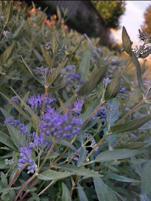 Caryoptheris vlinderlokker, Tuin en Terras, Planten | Tuinplanten, Overige soorten, Volle zon, Zomer, Ophalen of Verzenden