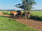 Pensions stalling, Dieren en Toebehoren, Stalling en Weidegang, Stalling