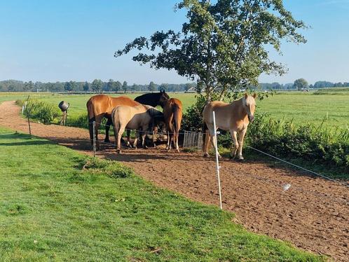 Pensions stalling, Dieren en Toebehoren, Stalling en Weidegang, Stalling