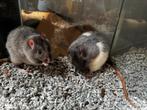 Tamme ratjes van februari 2025, Dieren en Toebehoren, Rat, Februari, Meerdere dieren, Tam