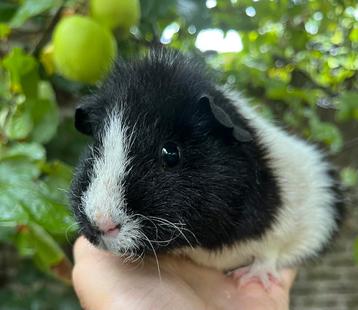 Lief Rex teddy zeugje zwart-wit beschikbaar voor biedingen