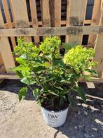 Laagblijvende pluimhortensia Little Lime, Ophalen of Verzenden, Hortensia, Struik, Minder dan 100 cm