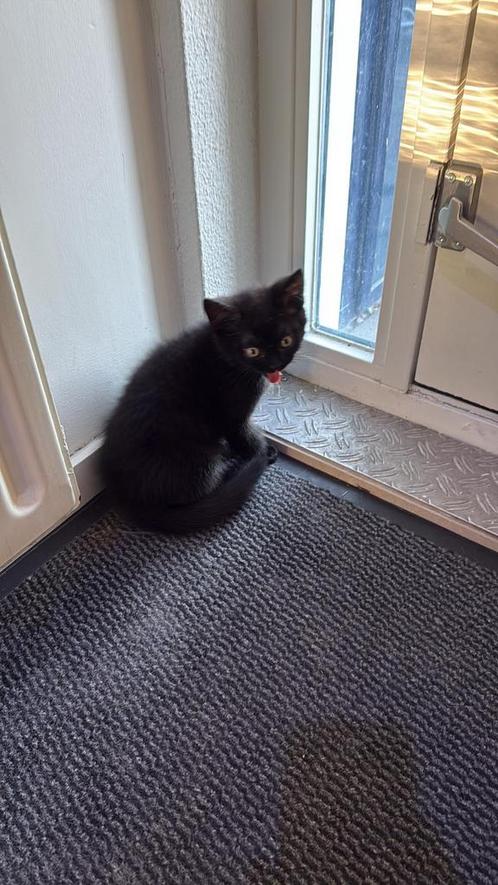 Zwarte britse korthaar, Dieren en Toebehoren, Katten en Kittens | Overige Katten, Kortharig, Kater, 0 tot 2 jaar
