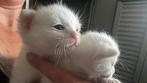 GERESERVEERD Kittens Mix met Britse. 4-6-2025, Dieren en Toebehoren, Katten en Kittens | Raskatten | Korthaar, Meerdere dieren