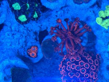 Roze Monitpora plaat koraal stekken  beschikbaar voor biedingen