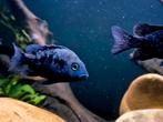 Ptychochromis Oligacanthus, Dieren en Toebehoren, Vissen | Aquariumvissen, Vis