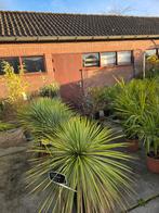 De laatste yucaa rostrata €80 nu nog 3 op vooraad, Ophalen, Gehele jaar, Volle zon