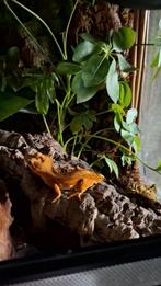 Wimpergekko, Dieren en Toebehoren, Reptielen en Amfibieën | Toebehoren, Ophalen, Zo goed als nieuw, Terrarium of Paludarium