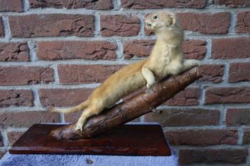 Mooie opgezette hermelijn  beschikbaar voor biedingen
