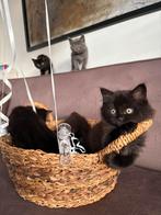 Prachtig nestje Britse korthaar kittens, Dieren en Toebehoren, Katten en Kittens | Raskatten | Korthaar, Meerdere dieren, Ontwormd