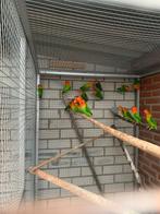 Agapornis Fischeri’s, Dieren en Toebehoren, Vogels | Parkieten en Papegaaien, Meerdere dieren, Dwergpapegaai of Agapornis