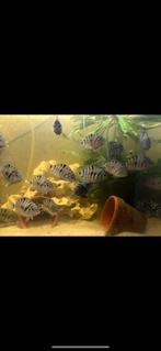 Zebra cichliden, Vis