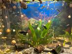 Aquarium appelslak 20 stuks. Stuur ook op!, Slak of Weekdier, Zoetwatervis, Schoolvis