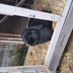 Te koop konijntje, Mannelijk, Dwerg