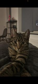 Op zoek naar een nieuw huis voor onze poes Masha, Dieren en Toebehoren, Poes, Kortharig, 0 tot 2 jaar