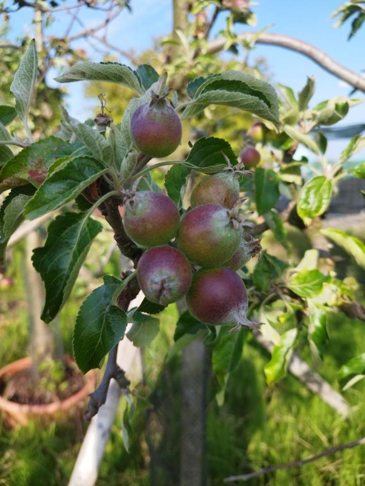 Oude appelboom Cox in pot! 220/220cm hoog v/a €62,50!!, Tuin en Terras, Planten | Bomen, Overige soorten, 100 tot 250 cm, Volle zon