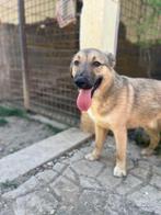 Lieve Gandalf zoekt een warm mandje, Rabiës (hondsdolheid), 15 weken tot 1 jaar, Reu, Eén hond