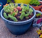 Sedum te koop, Tuin en Terras, Planten | Tuinplanten, Ophalen, Bodembedekkers, Volle zon, Vaste plant