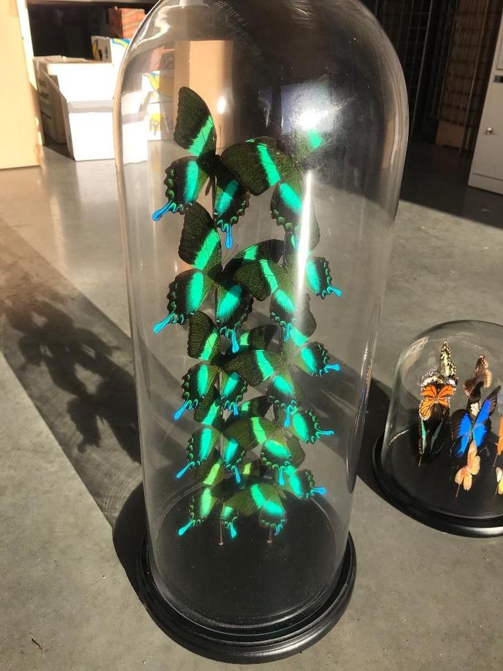 Vlinders is stolp, maar liefst 10 echte vlinders, Huis en Inrichting, Woonaccessoires | Stolpen, Nieuw, Ophalen