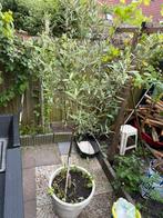 Olijfboom 180 centimeter, Tuin en Terras, Planten | Bomen, Ophalen, Volle zon, Olijfboom, 100 tot 250 cm