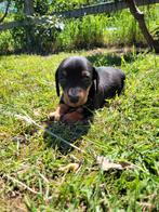 Prachtige kleine teckel pup Dwerg/kaninchen, Kaninchen, Reu, CDV (hondenziekte), 8 tot 15 weken