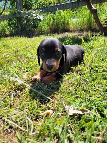 Prachtige kleine teckel pup Dwerg/kaninchen  beschikbaar voor biedingen