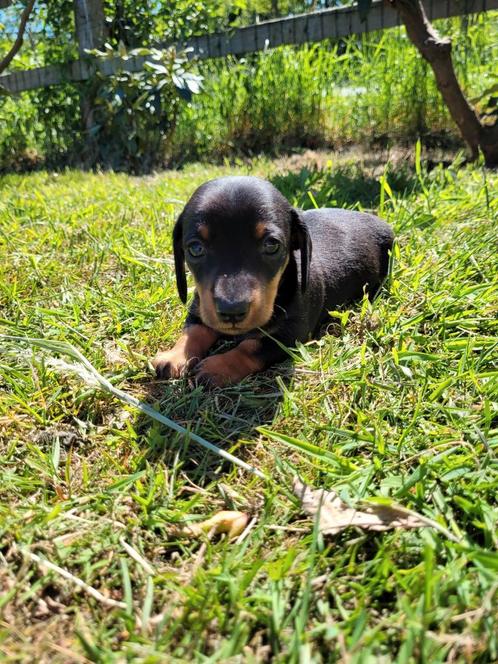 Prachtige kleine teckel pup Dwerg/kaninchen, Dieren en Toebehoren, Honden | Teckels en Dashonden, Reu, Korthaar, Kaninchen, Fokker | Hobbymatig