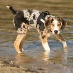 gevraagd  kruising beagle australian shepperd, Dieren en Toebehoren, Honden | Niet-rashonden, 8 tot 15 weken, Teef, Eén hond, Middel