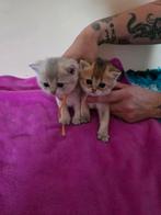 Super mooie brits korthaar kittens met Stamboom Blue golden, Meerdere dieren, Gechipt, 0 tot 2 jaar