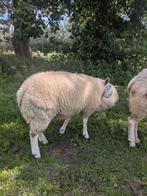 2 Texelaar ooilammeren, Dieren en Toebehoren, Vrouwelijk, Schaap, 0 tot 2 jaar