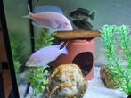 Albino Dolfijn Cichliden, Cyrtocara Moorii Albino Malawi, Dieren en Toebehoren, Vissen | Aquariumvissen, Vis, Zoetwatervis