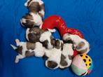 lieve ,leuke raszuivere shih tzu pups, Dieren en Toebehoren, Honden | Chihuahua's en Gezelschapshonden, Overige rassen, Meerdere