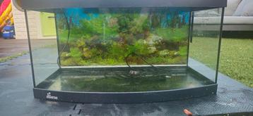 Te kopp Diversa aquarium gebogen glas inclusief toebehoren beschikbaar voor biedingen