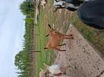 Dwergbok bruin/schimmel dekbok, Dieren en Toebehoren, Schapen, Geiten en Varkens, Mannelijk, Geit, 0 tot 2 jaar