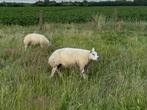 Stamboek Texelaar ramlammeren ( dekram ramlam ram dekbok ), Dieren en Toebehoren, Schapen, Geiten en Varkens, Mannelijk, Schaap
