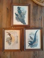 Vintage vogel prenten in lijstjes, Ophalen of Verzenden, Minder dan 50 cm, Print, Minder dan 50 cm