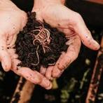 Compostwormen, Tuin en Terras, Aarde en Mest, Ophalen of Verzenden, Compost