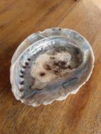 Abalone schelp, Ophalen of Verzenden, Schelp(en)