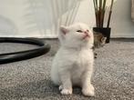 britse korthaar kittens, Poes, Ontwormd